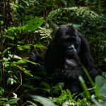 Uganda: safari s nosorožci, gorilami a šimpanzi & výlet za divokou přírodou