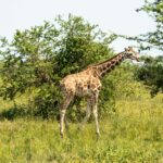 Uganda: safari s nosorožci, gorilami a šimpanzi & výlet za divokou přírodou