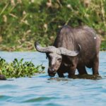 Uganda: safari s nosorožci, gorilami a šimpanzi & výlet za divokou přírodou