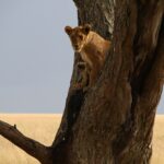 Uganda: safari s nosorožci, gorilami a šimpanzi & výlet za divokou přírodou