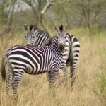 Uganda: safari s nosorožci, gorilami a šimpanzi & výlet za divokou přírodou