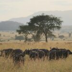 Uganda: safari s nosorožci, gorilami a šimpanzi & výlet za divokou přírodou
