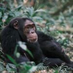 Uganda: safari s nosorožci, gorilami a šimpanzi & výlet za divokou přírodou