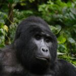 Uganda: safari s nosorožci, gorilami a šimpanzi & výlet za divokou přírodou