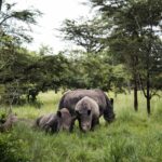 Uganda: safari s nosorožci, gorilami a šimpanzi & výlet za divokou přírodou