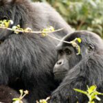 Uganda: safari s nosorožci, gorilami a šimpanzi & výlet za divokou přírodou